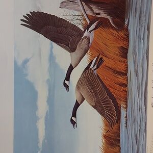 Windward Canada Geese Art Print